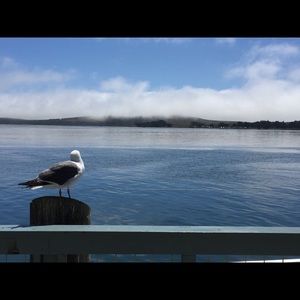 Meet your Posher, Nedra